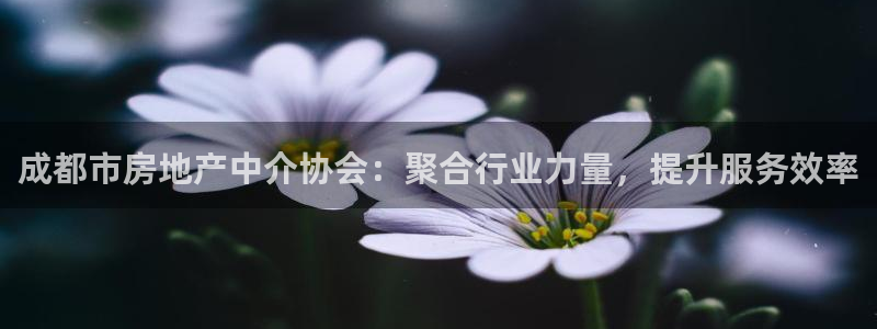 新宝5黑：成都市房地产中介协会：聚合行业力量，提升服务效率