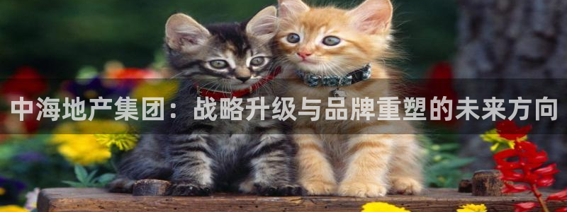 新宝5手机测速：中海地产集团：战略升级与品牌重塑的未来方向
