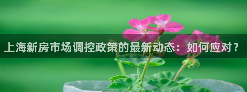 新宝5下载注册：上海新房市场调控政策的最新动态：如何应对？